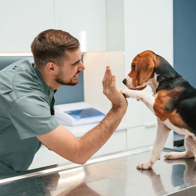 Low-cost vaccine clinics for cats and dogs in NH